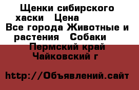 Щенки сибирского хаски › Цена ­ 12 000 - Все города Животные и растения » Собаки   . Пермский край,Чайковский г.